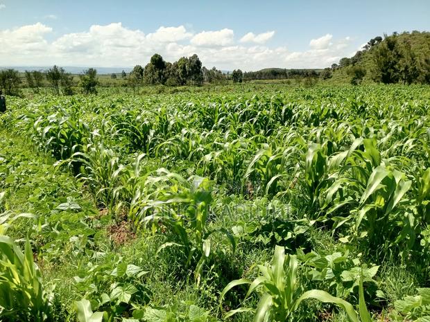 Prime Plots for Sale - thumbnail 11