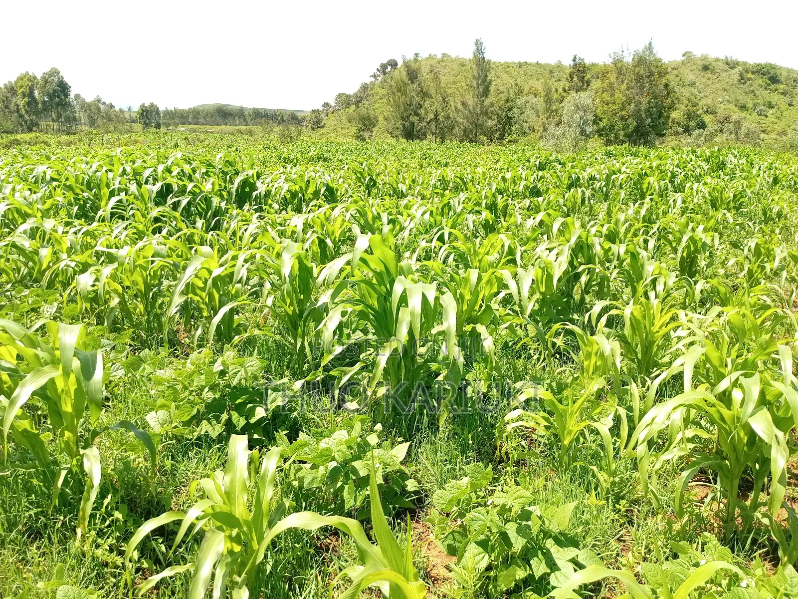 Prime Plots for Sale