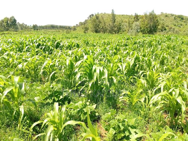 Prime Plots for Sale - thumbnail 12