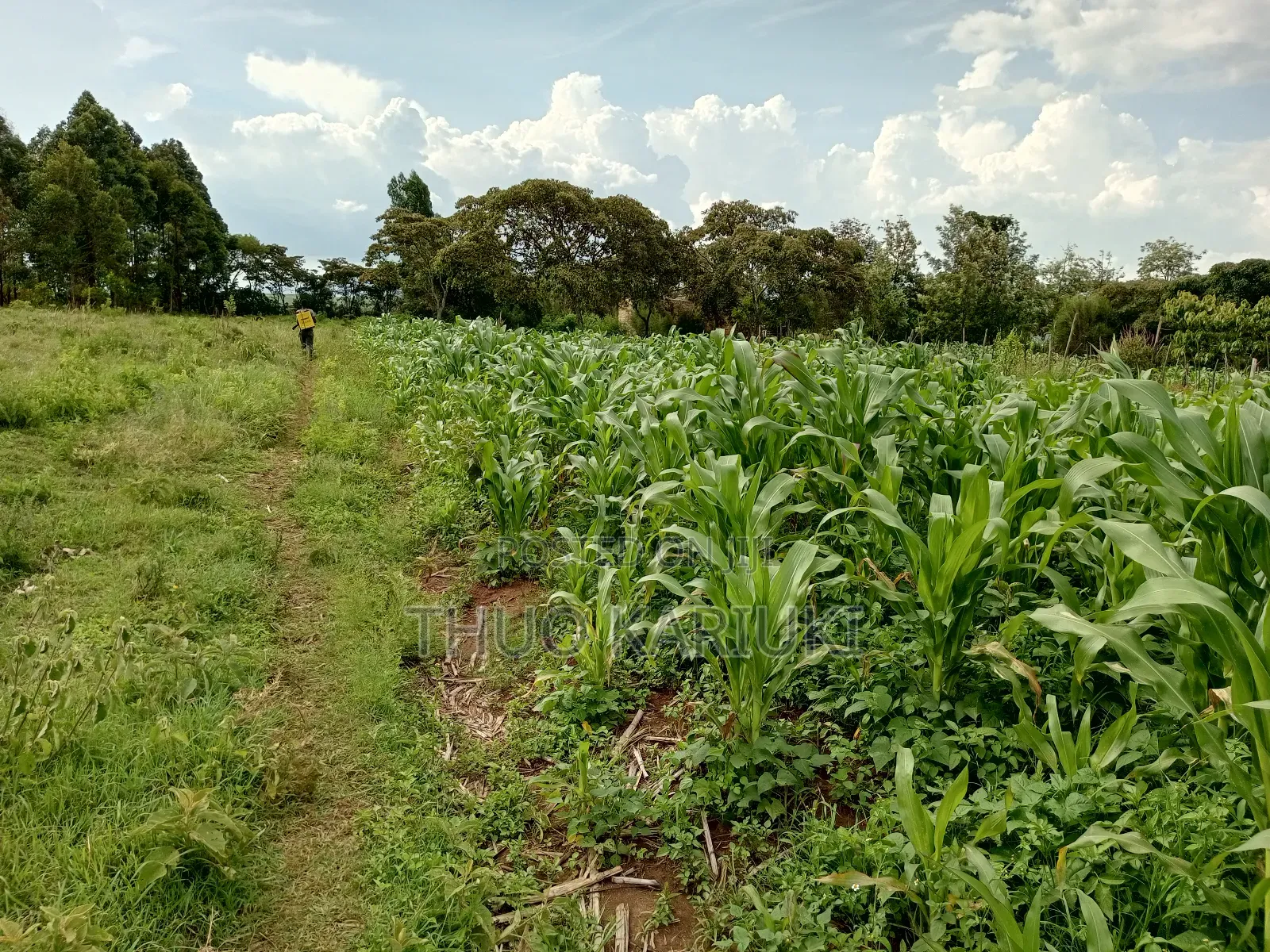Prime Plots for Sale