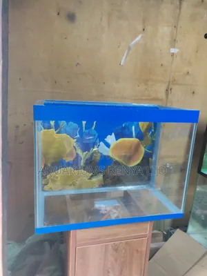 Self Setup , Empty Aquarium