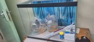 70l Aquarium Fish Tank