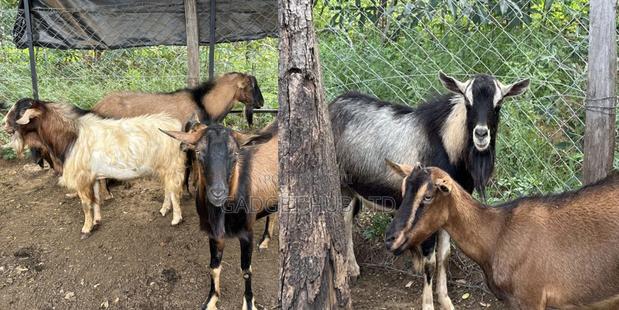 Mature Alpine Breeding Bucks Available Alpine Male