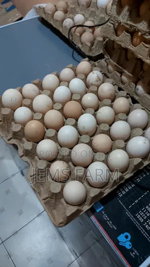 Fertilised Pure Kienyeji Eggs for Hatching