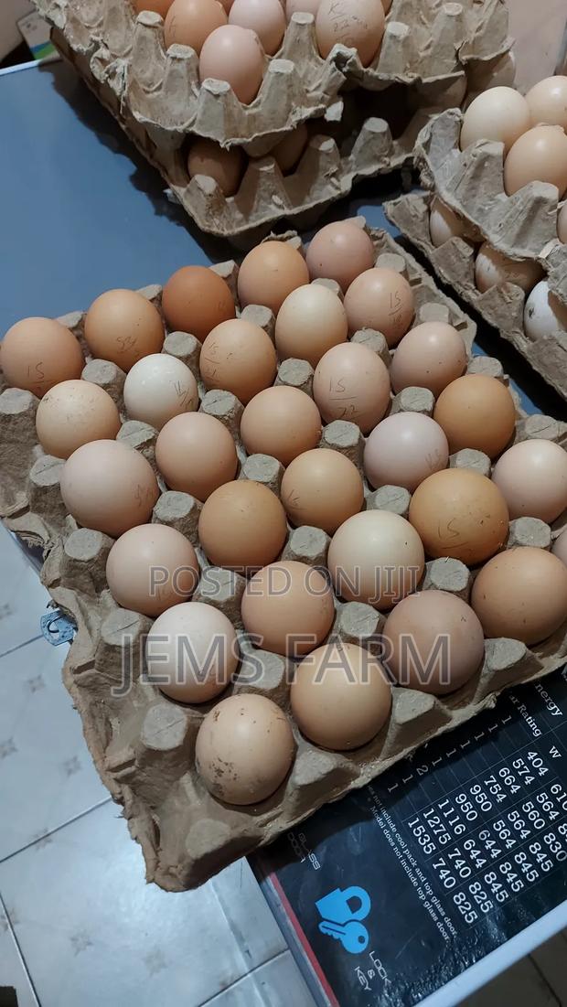 Fertilised Improved Kienyeji Eggs For Hatching
