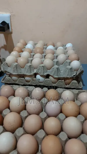 Fertilised Improved Kienyeji Eggs For Hatching