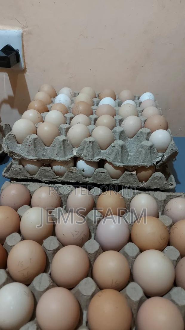 Fertilised Improved Kienyeji Eggs For Hatching - thumbnail 2