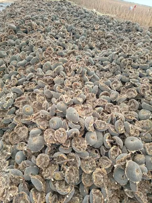 Oil Extraction Sunflower Seeds Per Kg