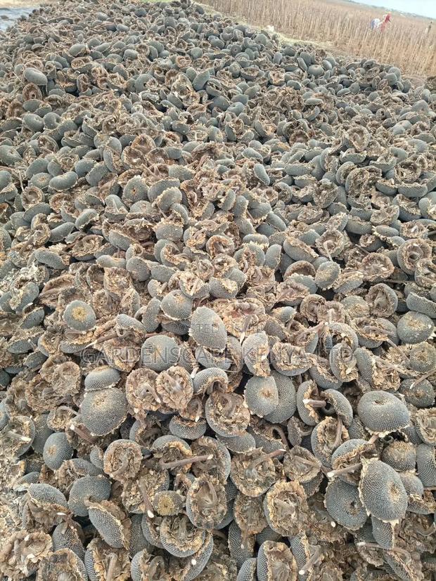 Oil Extraction Sunflower Seeds Per Kg - thumbnail 5