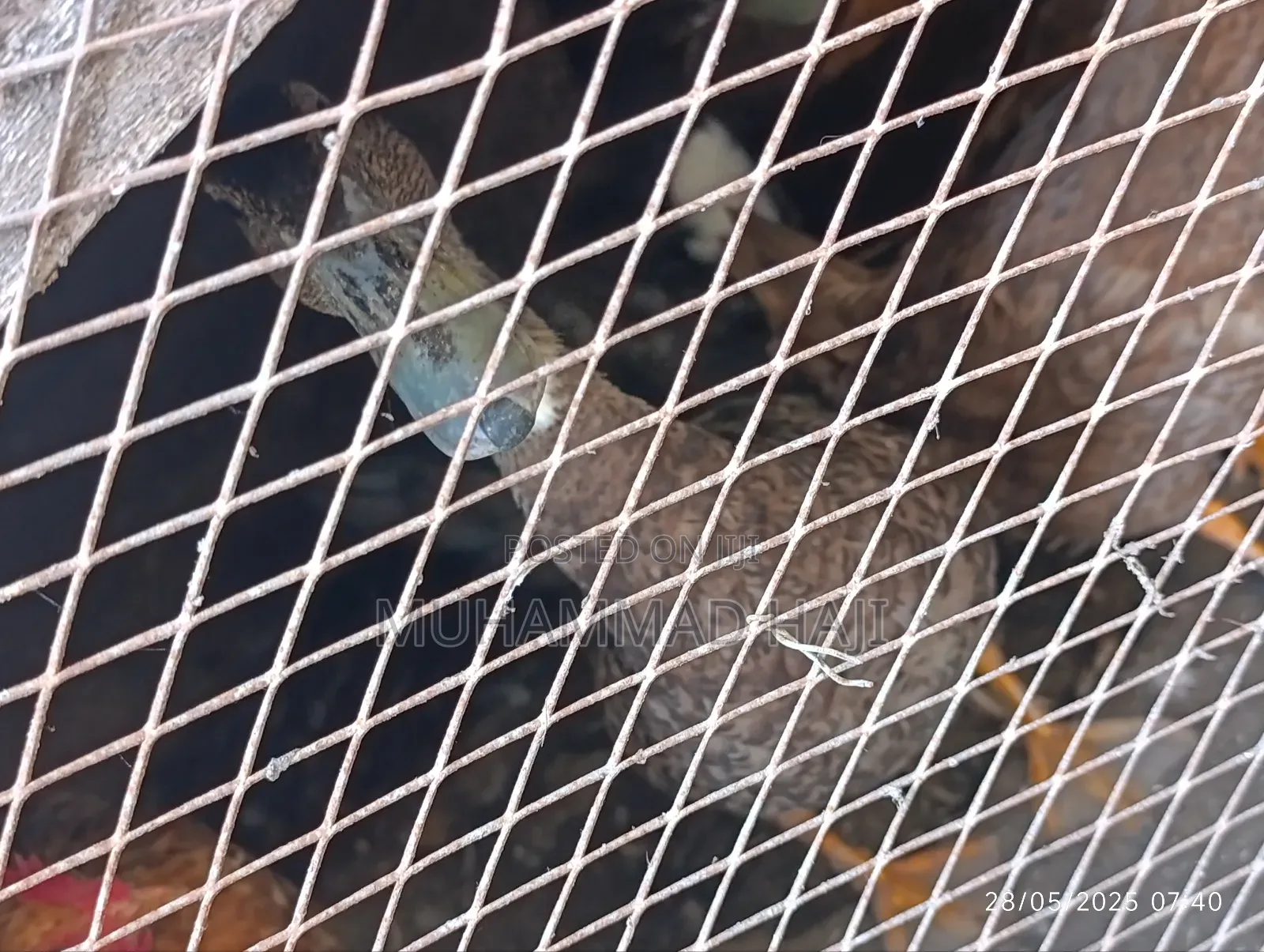 Guinea Fowls/Kanga and Rouen Ducks