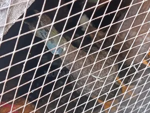 Guinea Fowls/Kanga and Rouen Ducks