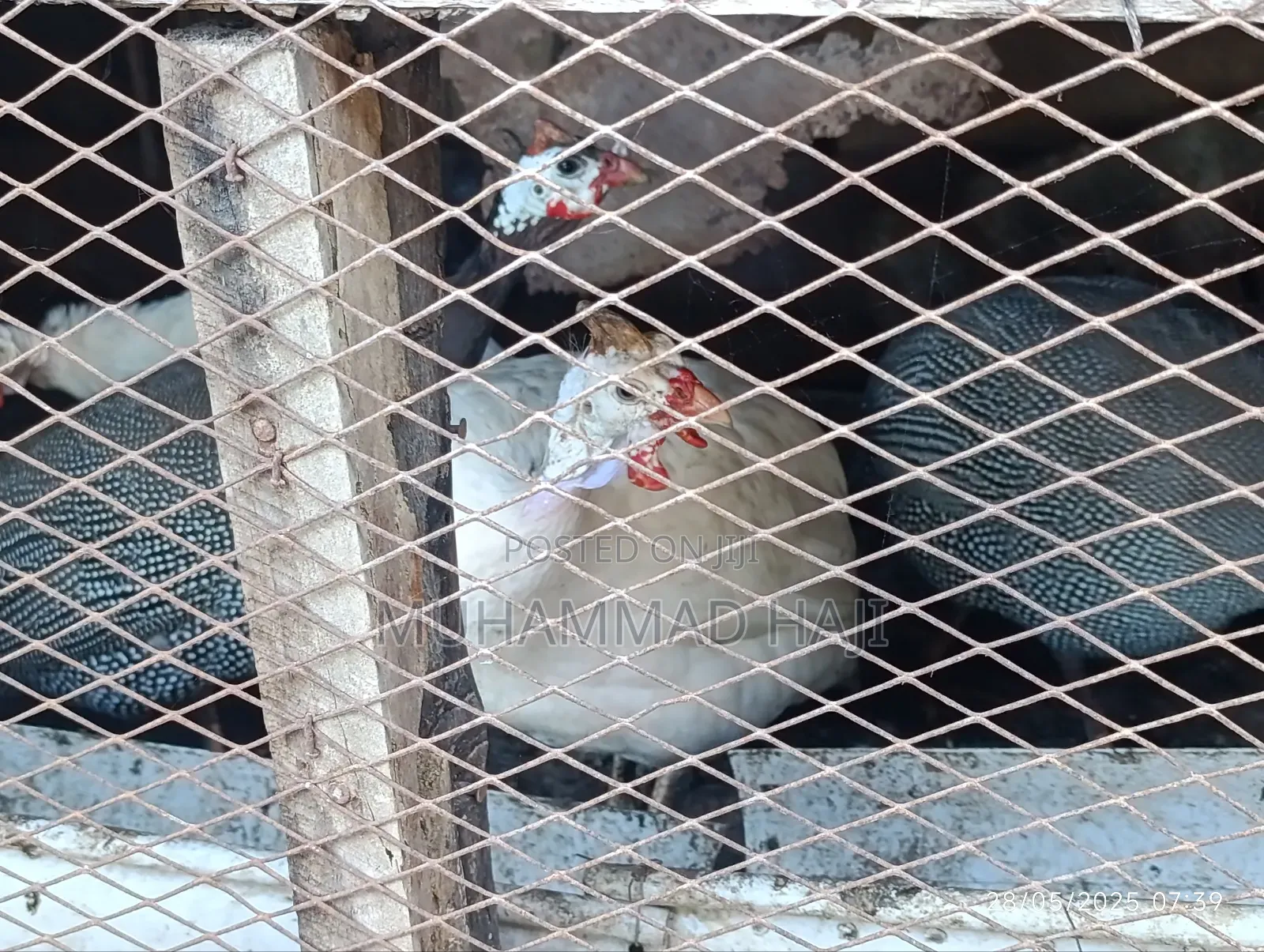 Guinea Fowls/Kanga and Rouen Ducks