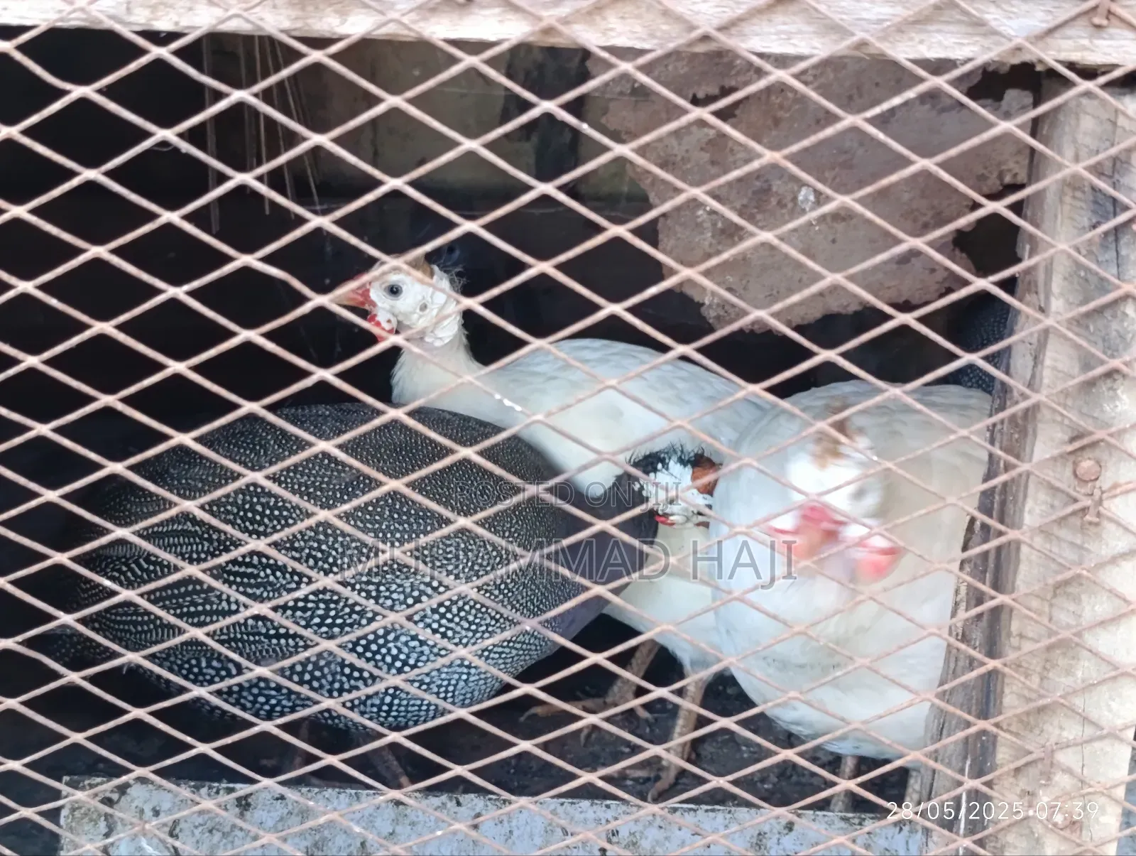 Guinea Fowls/Kanga and Rouen Ducks