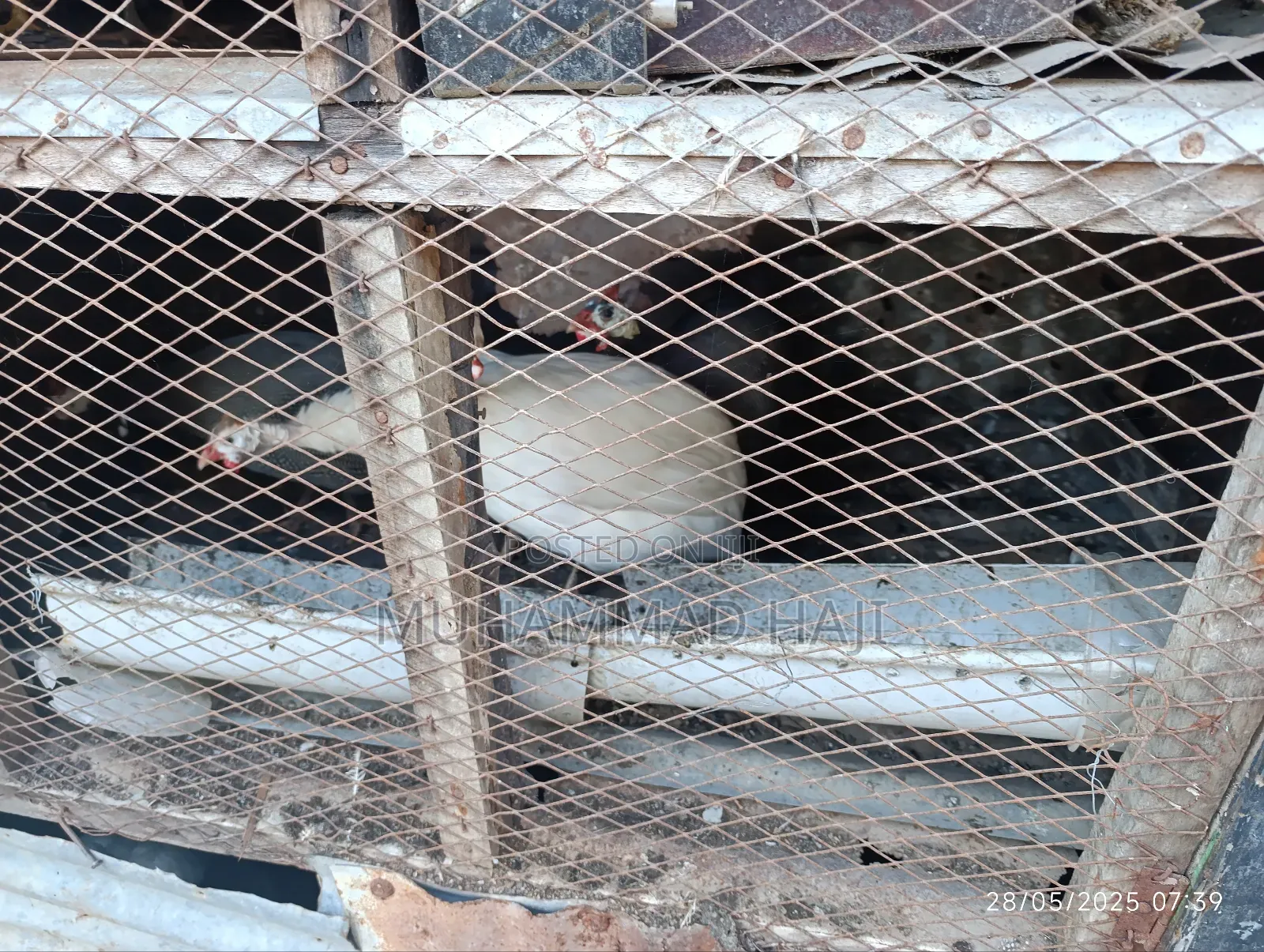 Guinea Fowls/Kanga and Rouen Ducks