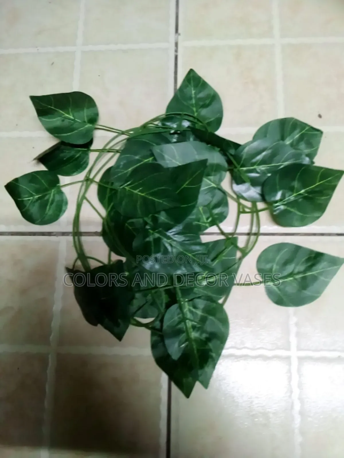Plain Green Money Plants