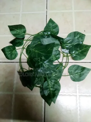 Plain Green Money Plants