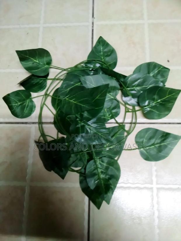 Plain Green Money Plants - main view