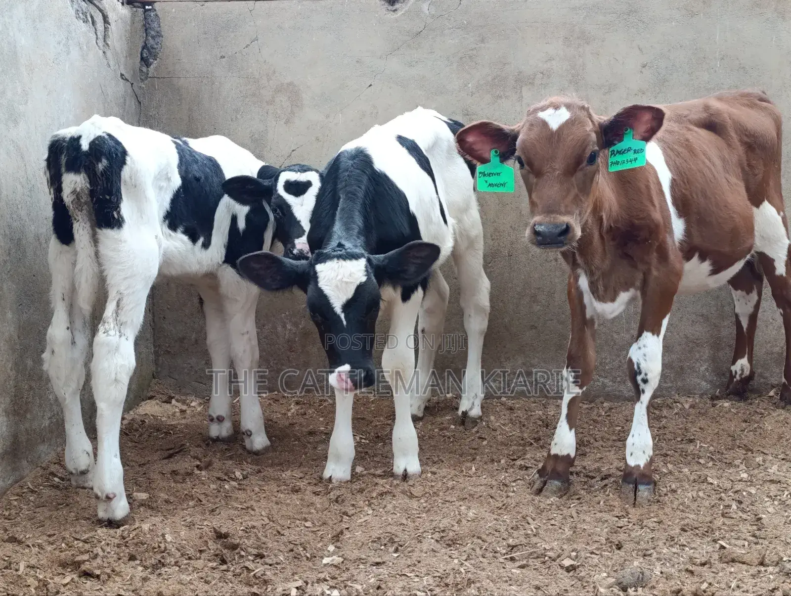 Pedigree Calfs for Sale
