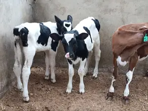 Pedigree Calfs for Sale