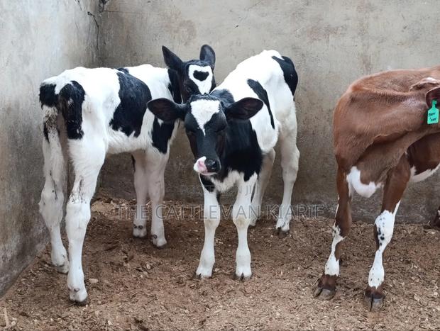 Pedigree Calfs for Sale - thumbnail 3