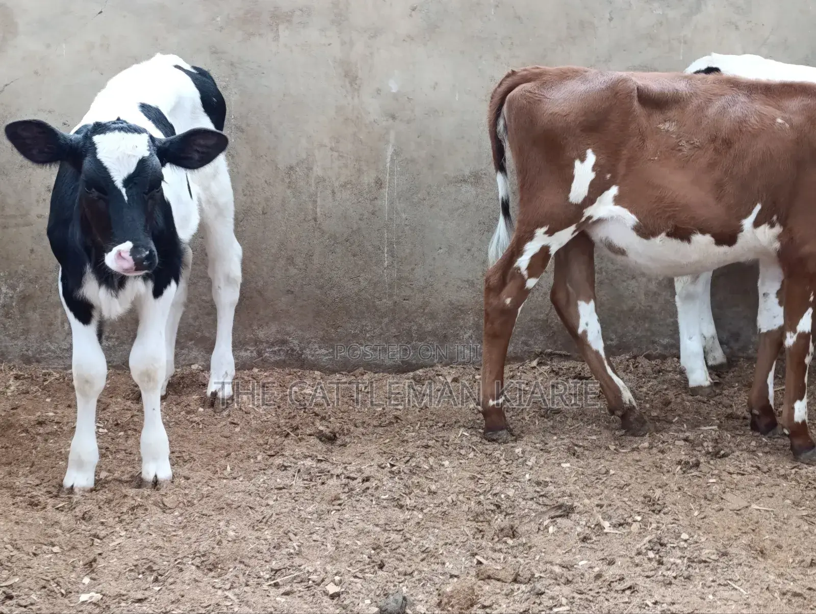 Pedigree Calfs for Sale