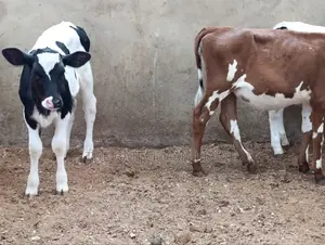Pedigree Calfs for Sale