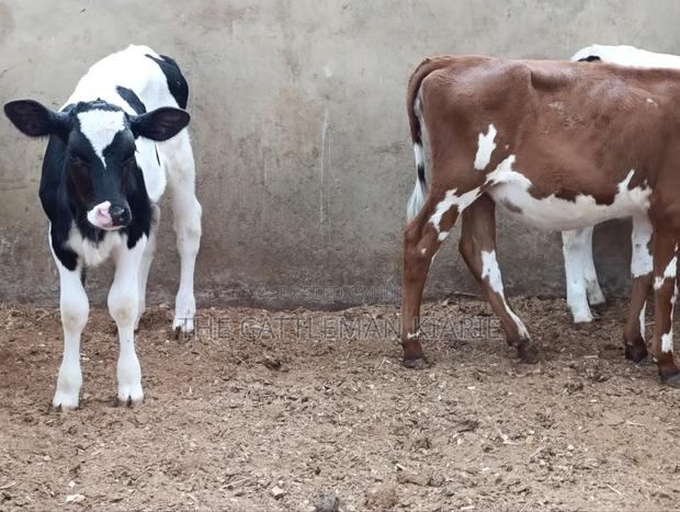 Pedigree Calfs for Sale - thumbnail 4