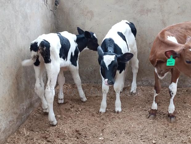 Pedigree Calfs for Sale - thumbnail 5