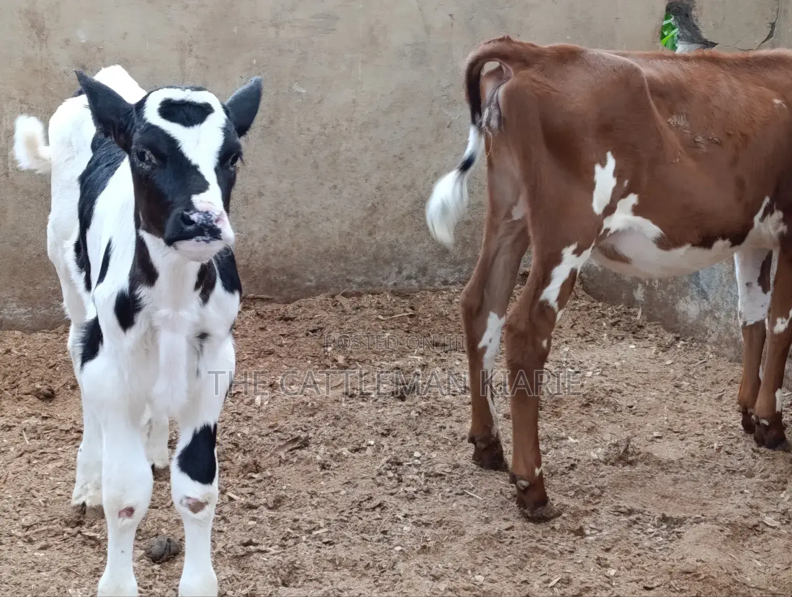 Pedigree Calfs for Sale