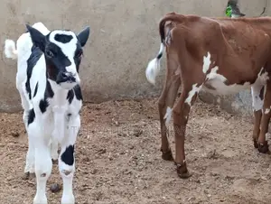 Pedigree Calfs for Sale