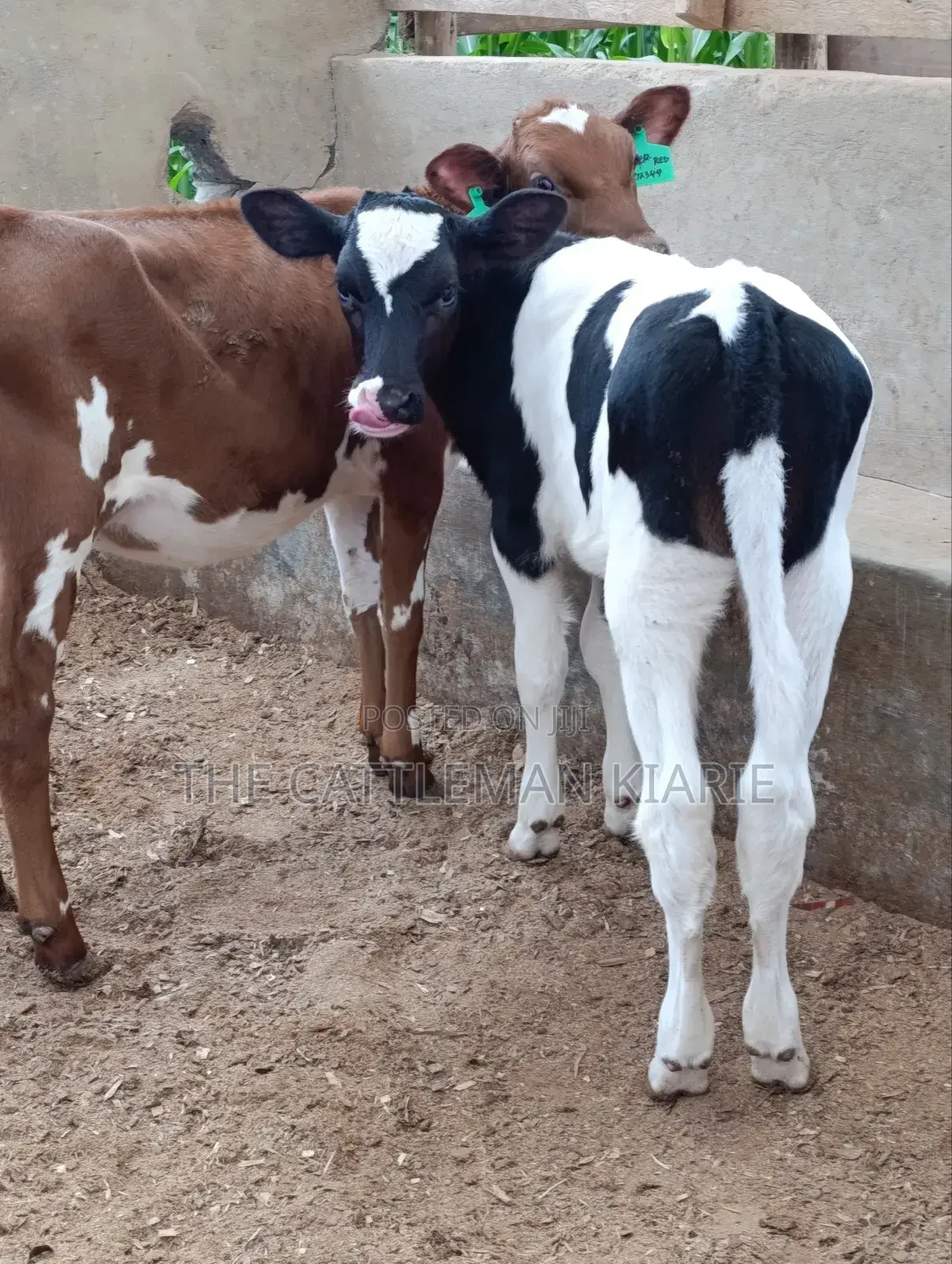Pedigree Calfs for Sale