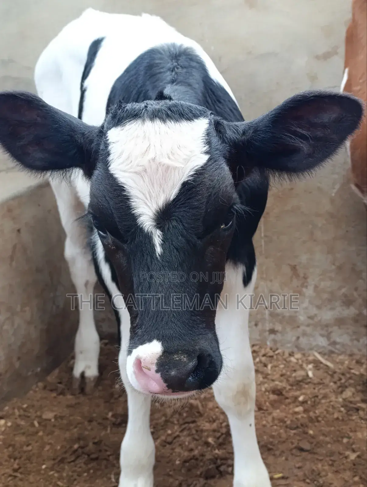Pedigree Calfs for Sale