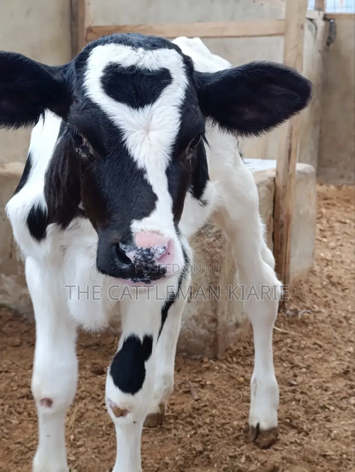 Pedigree Calfs for Sale