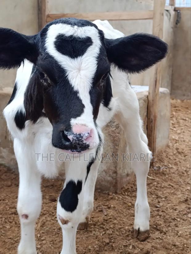 Pedigree Calfs for Sale - thumbnail 9