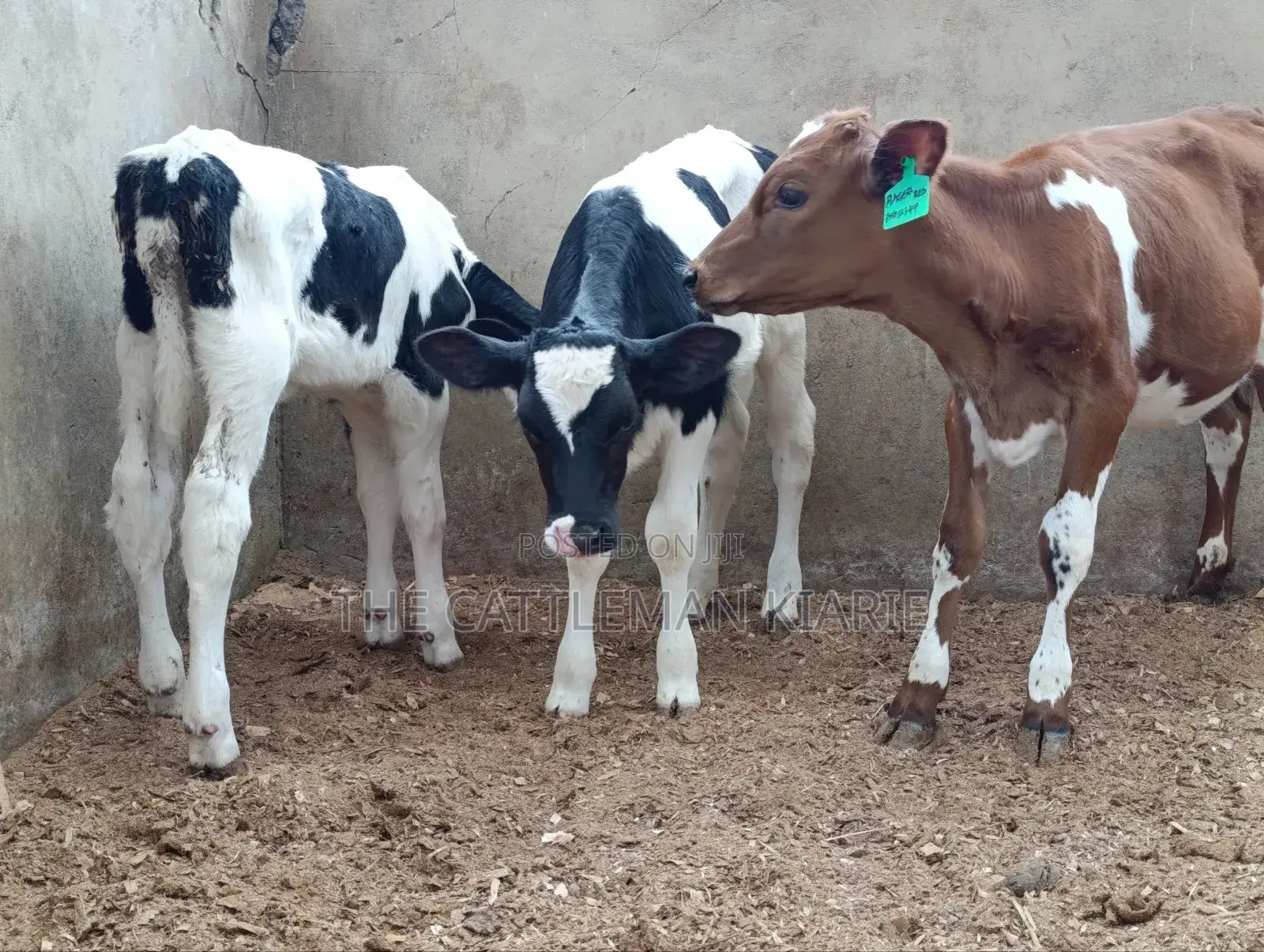 Pedigree Calfs for Sale