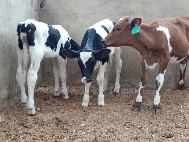 Pedigree Calfs for Sale - thumbnail 10