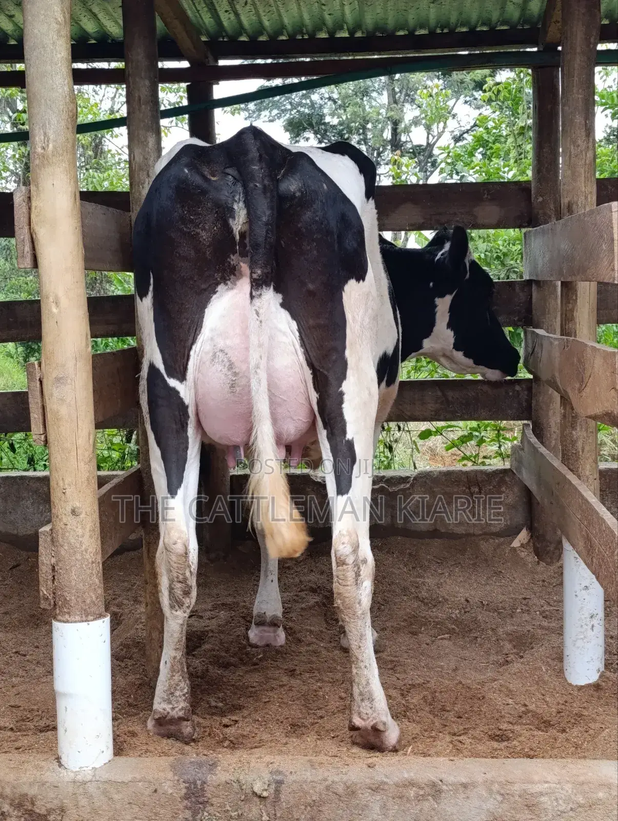 Pure Pedigree Friesian