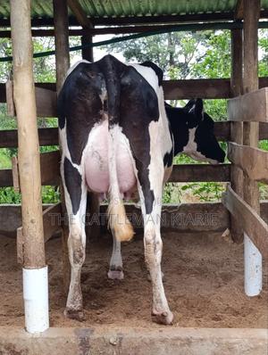 Pure Pedigree Friesian - thumbnail 2