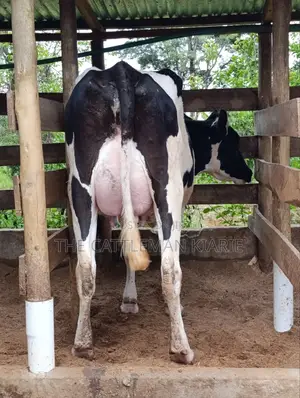 Pure Pedigree Friesian
