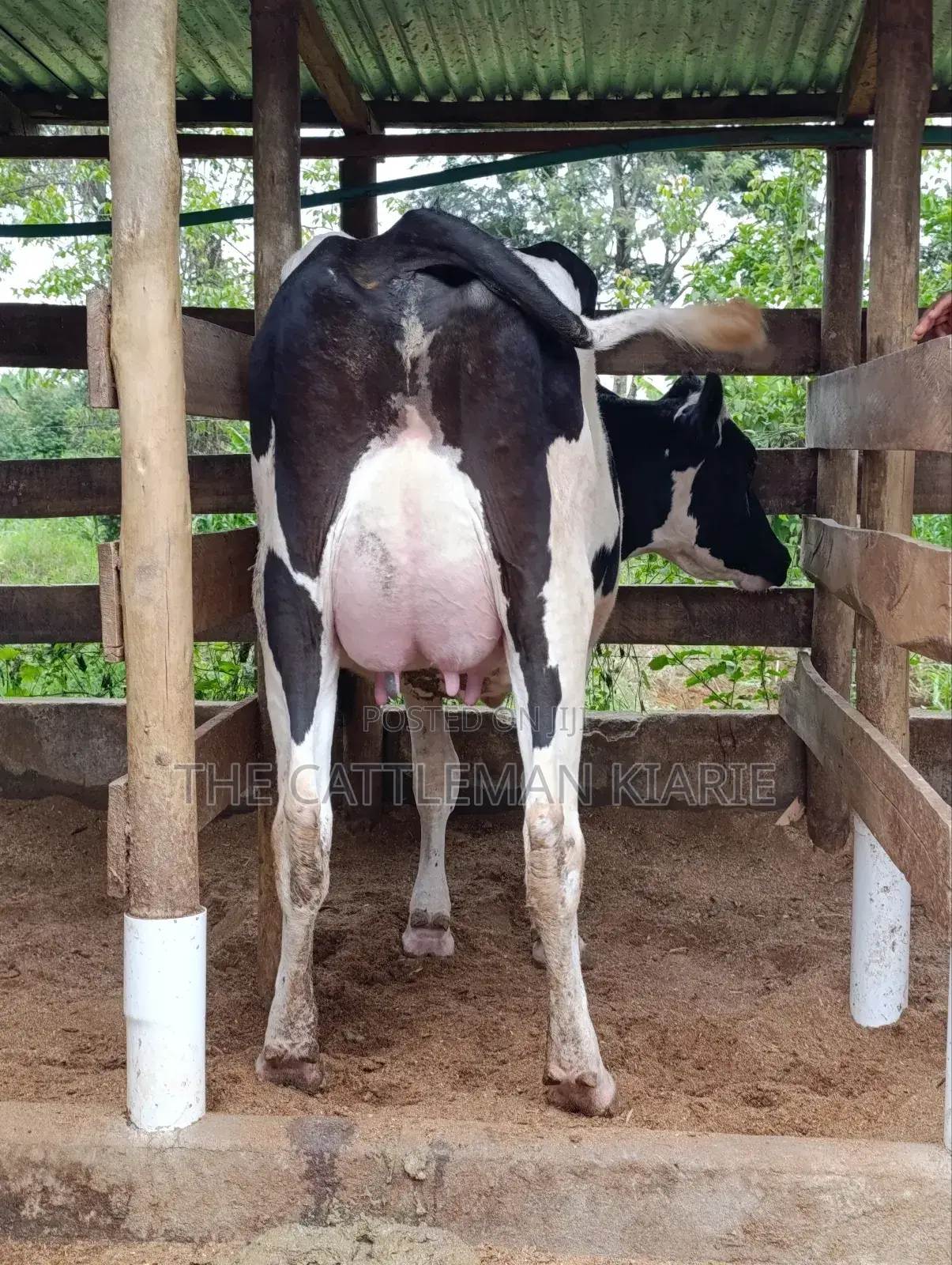 Pure Pedigree Friesian