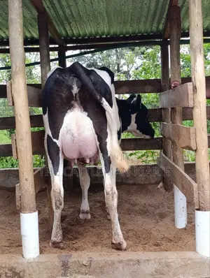 Pure Pedigree Friesian