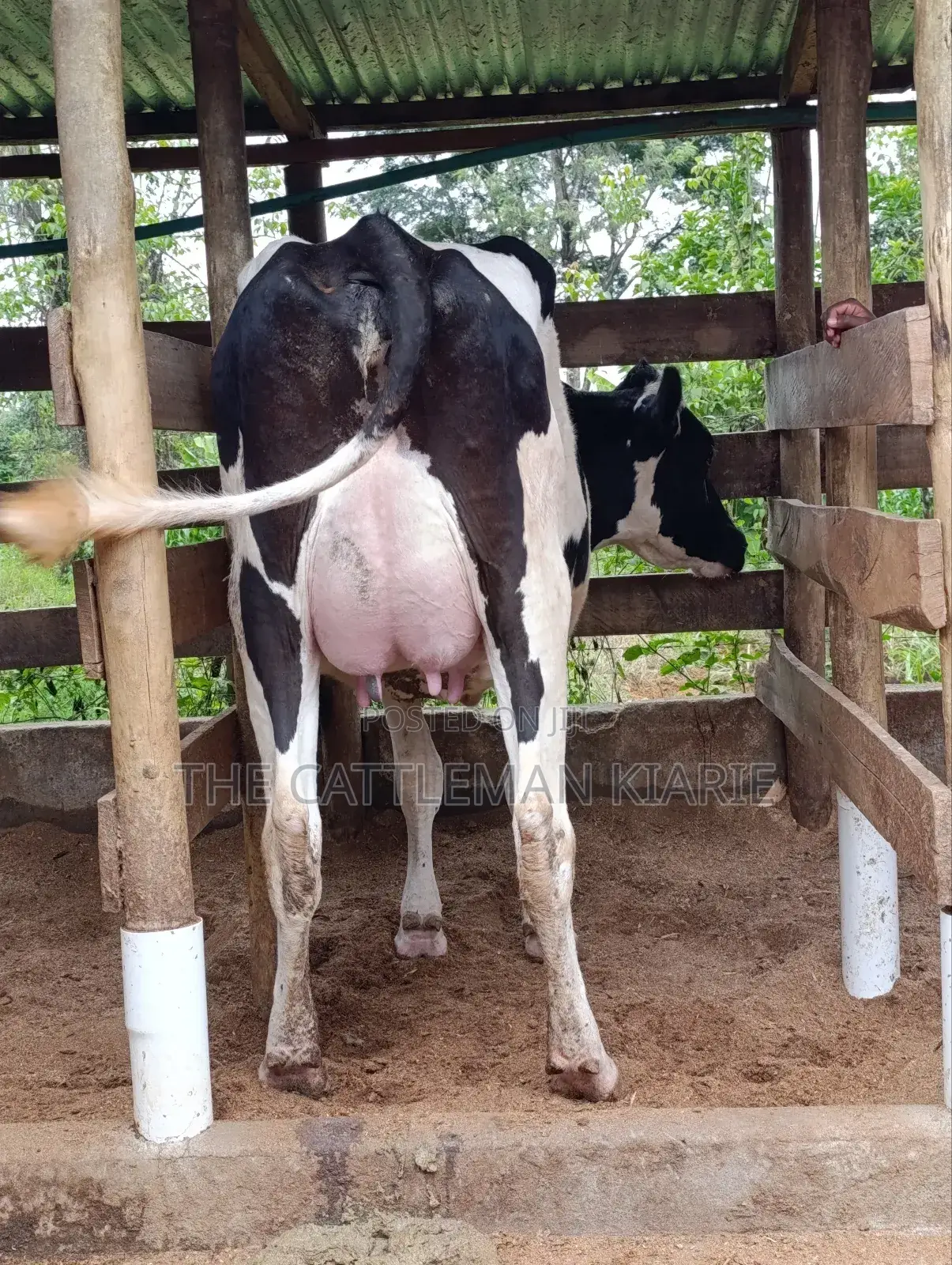 Pure Pedigree Friesian