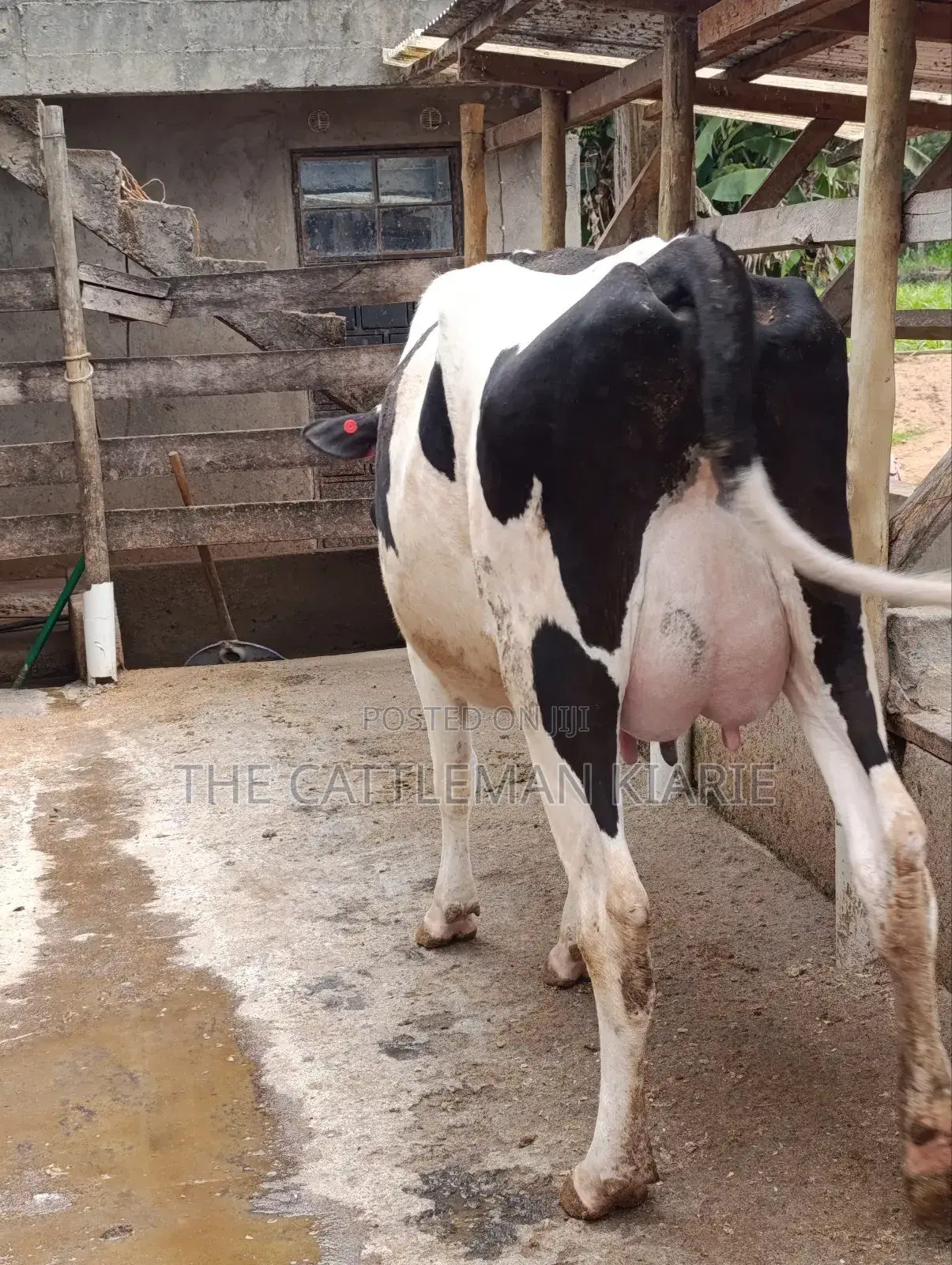 Pure Pedigree Friesian