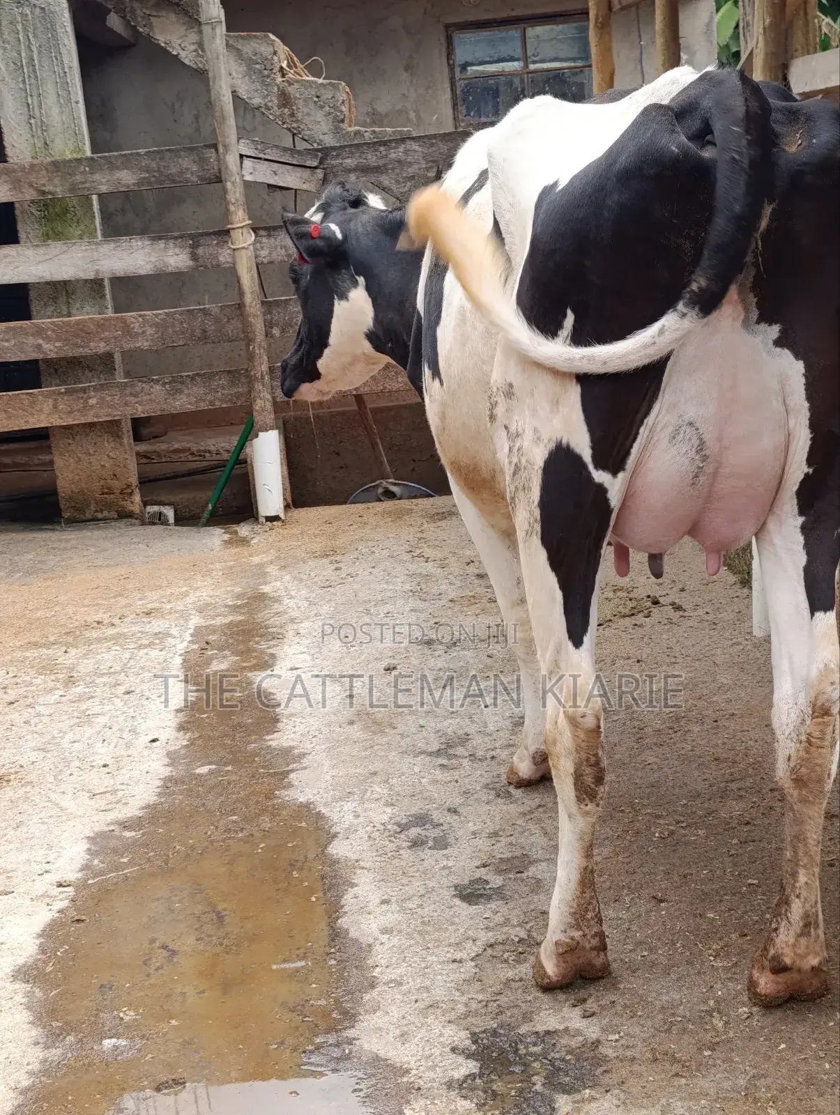 Pure Pedigree Friesian