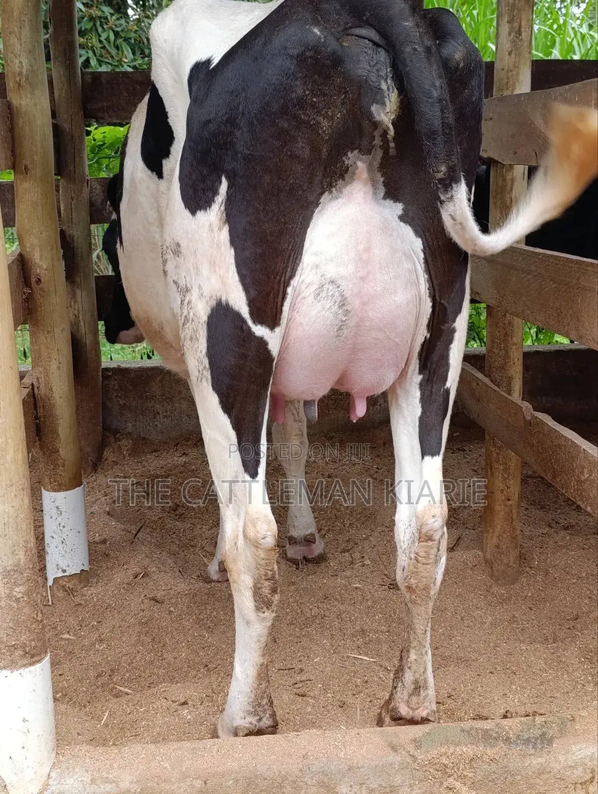 Pure Pedigree Friesian