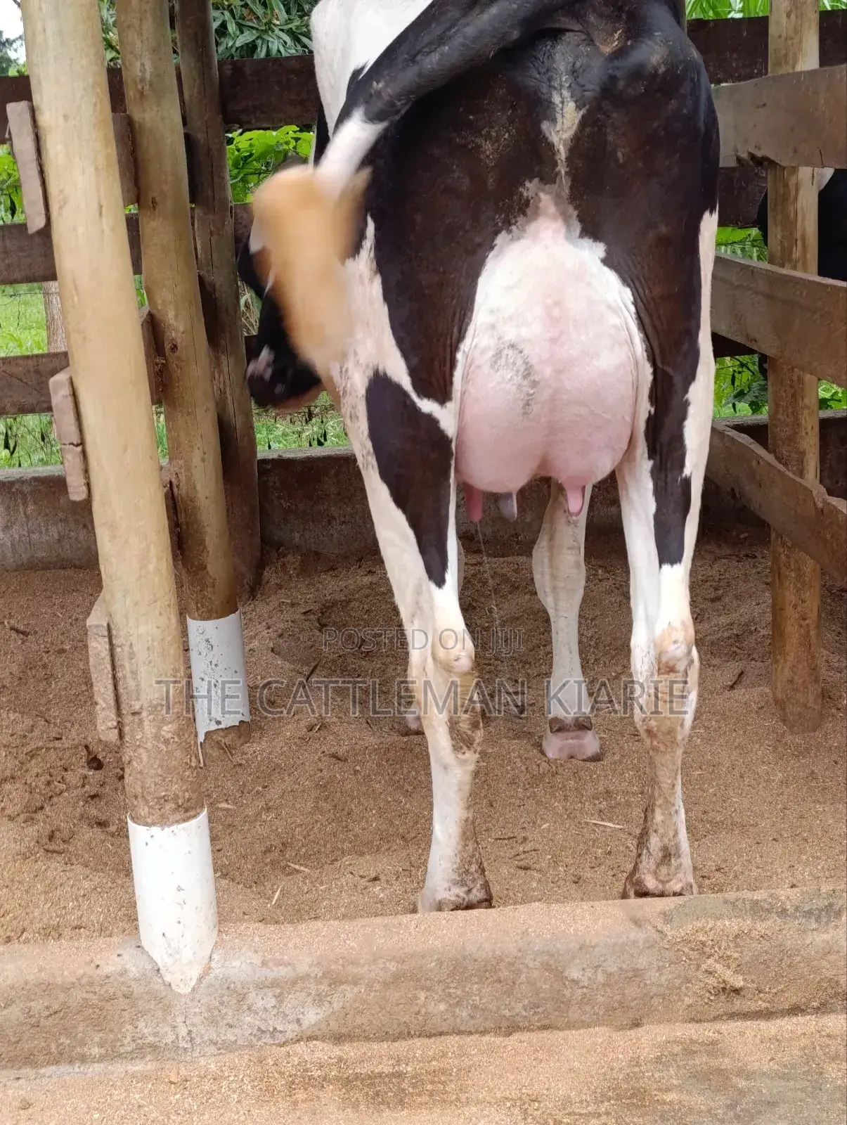 Pure Pedigree Friesian