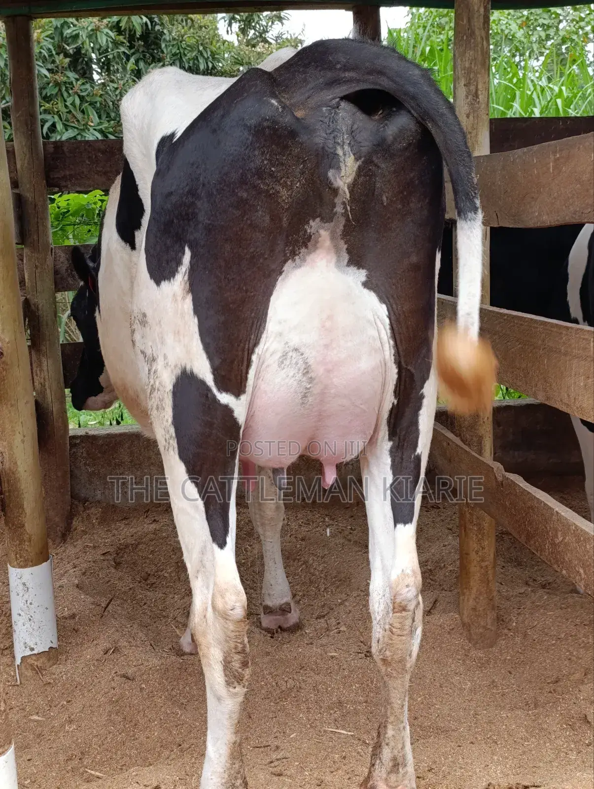 Pure Pedigree Friesian