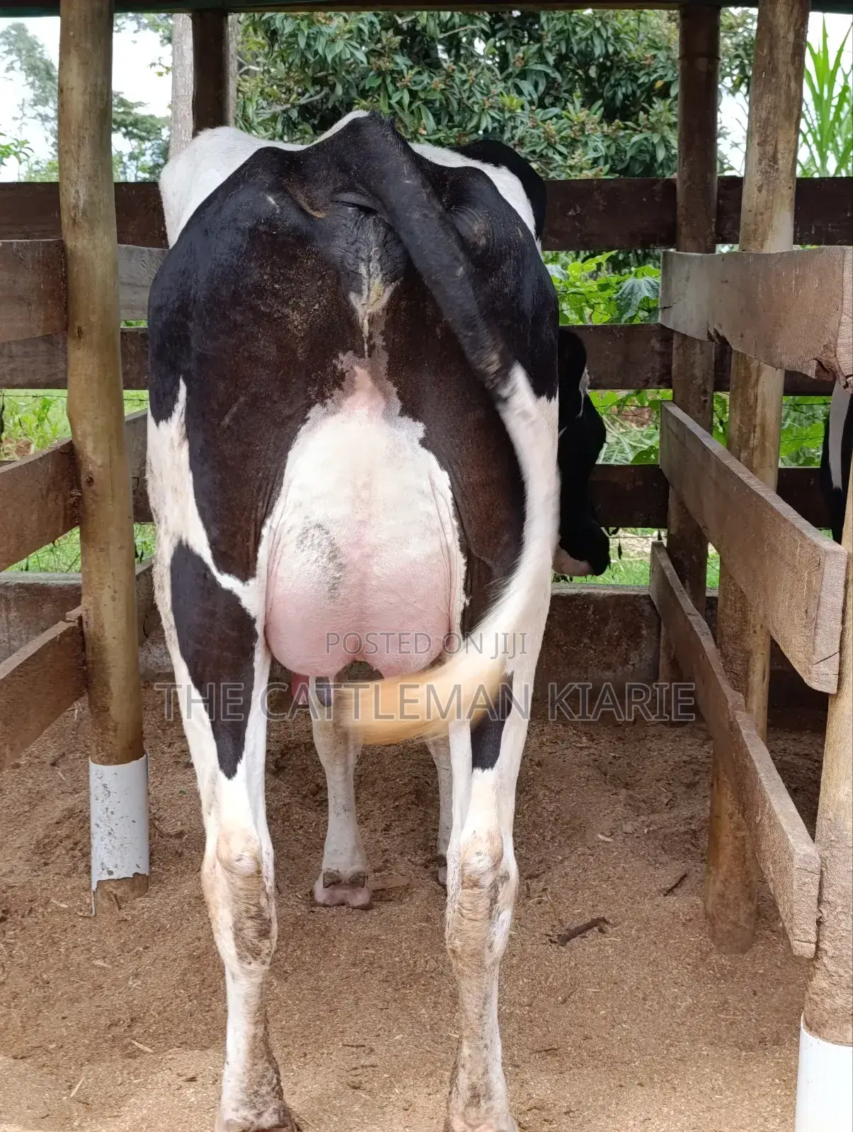 Pure Pedigree Friesian