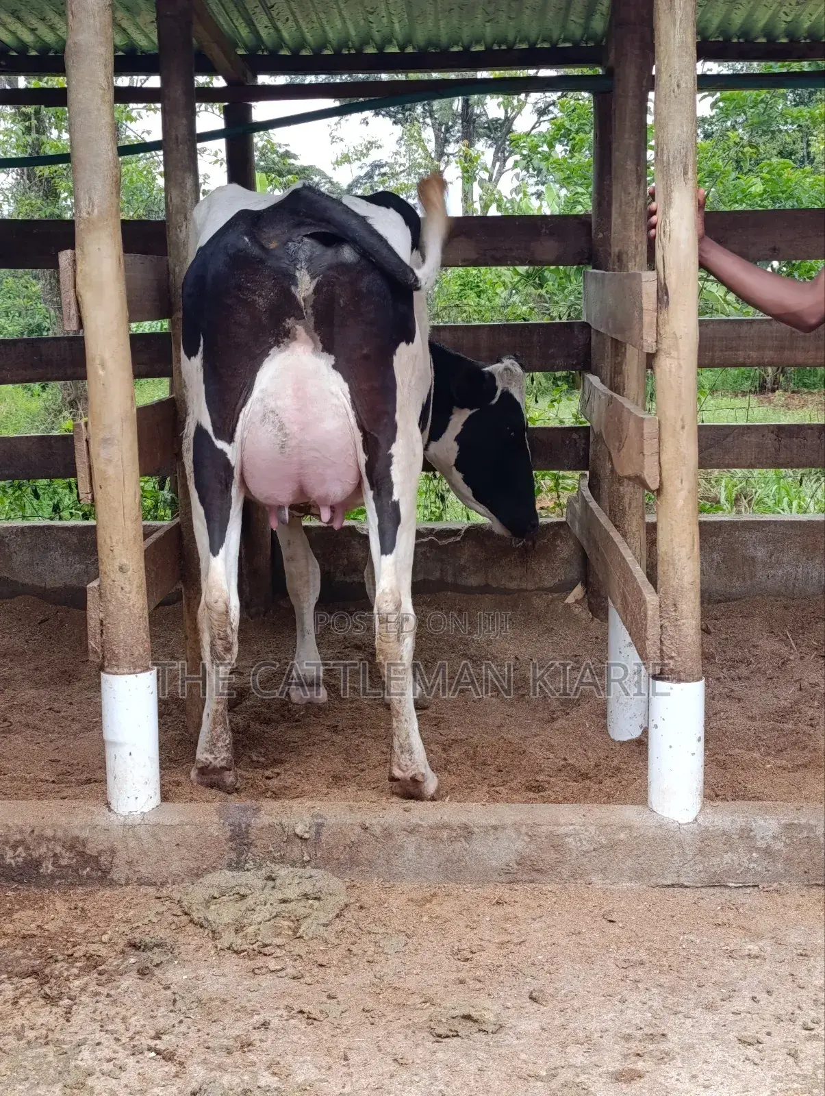 Pure Pedigree Friesian