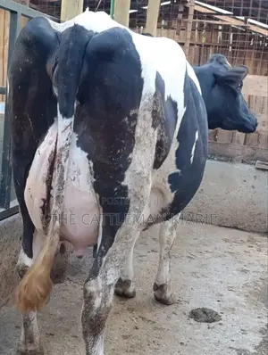 Githunguri Dairy Cows
